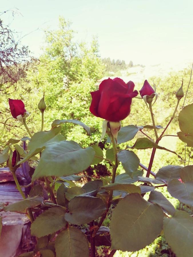 Country house Lorantina Sea View House Holidays In Corfu